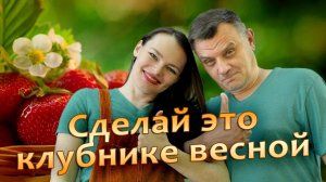 Самое важное для урожая клубники в новом сезоне