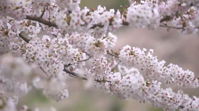 Музыка весеннего дождя Музыка для релакса успокаивающая музыка смотреть онлайн