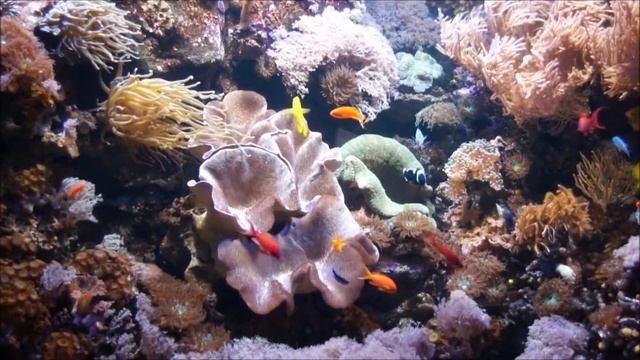 Color Aquarium 1080p смотреть онлайн