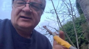 Делаю дерево-сад!