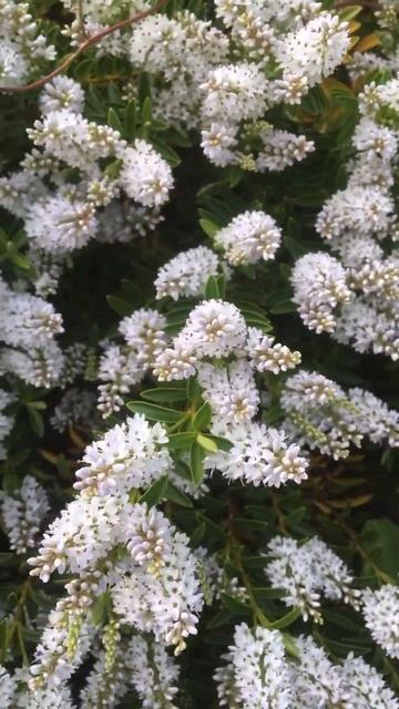 Bees enjoying the white Hebe смотреть онлайн
