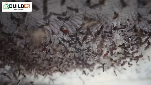 Pasukan Nyamuk Wolbachia Bisa Menyelamatkan Jutaan Nyawa Manusia, Bagaimana Caranya? смотреть онлайн