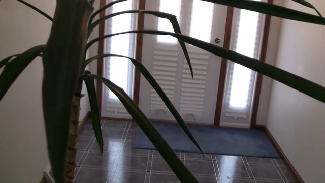 Overgrown Houseplant смотреть онлайн