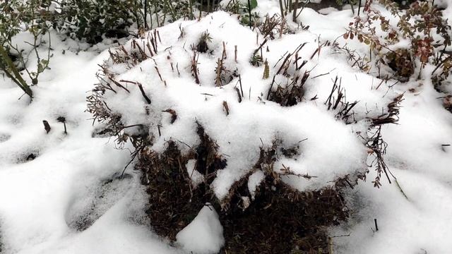 Укрытия для роз. Ставим дуги. Подробно об укрытиях и других делах в саду смотреть онлайн