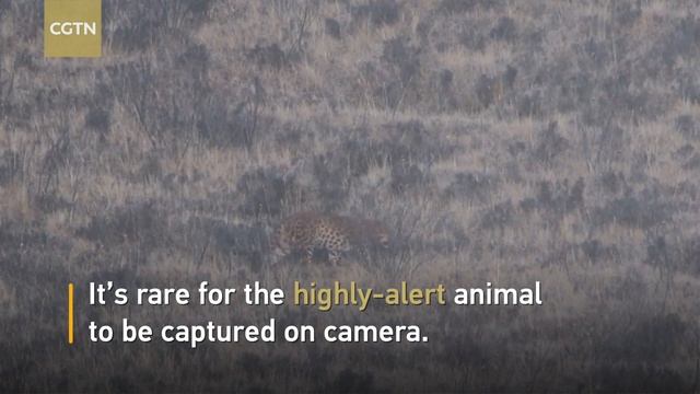 Rare footage captured of wild leopard in NW China смотреть онлайн