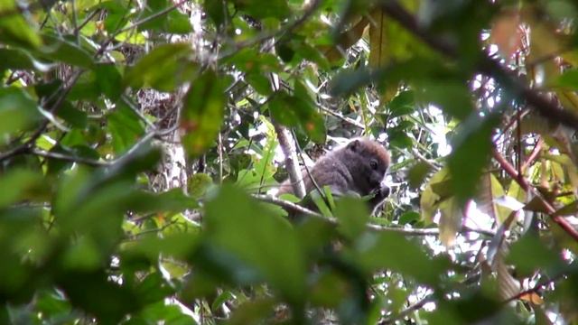 MADAGASCAR: Andasibe National Park, Analamazoatra смотреть онлайн