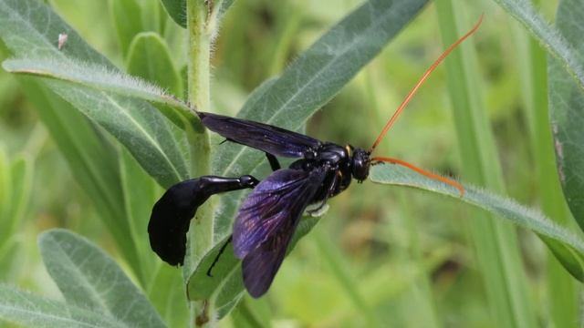 Ichneumon Wasp - Thyreodon atricolor смотреть онлайн
