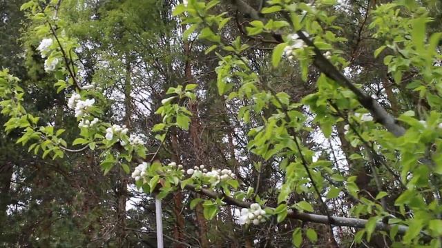 Белоснежное цветение сливы и груши в середине мая. Весенние цветы и любимые спиреи! смотреть онлайн