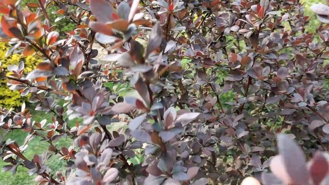 Сад 12 маяТретья подкормка роз для пышного цветения смотреть онлайн