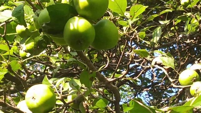 Garden diary #Garden #Gardening How do you like them apples смотреть онлайн