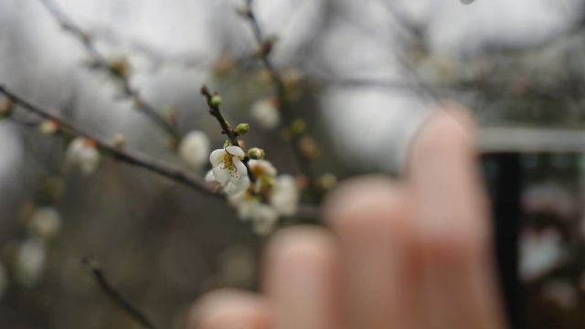20240120 清大賞梅趣 | SONY FX3 | Color grading | DaVinci Resolve смотреть онлайн