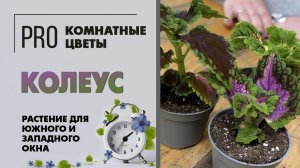 Колеус - растение для южного и западного окна. Полив, уход, пересадка, вредители, грунт и стрижка.