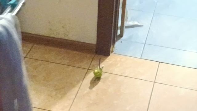 Попугай ,волнистый. смотреть онлайн