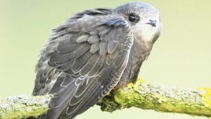 Интересные факты про стрижа. Факты про птиц