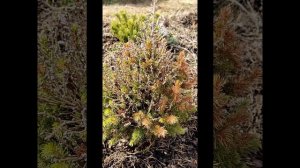 Неудачи с хвойными