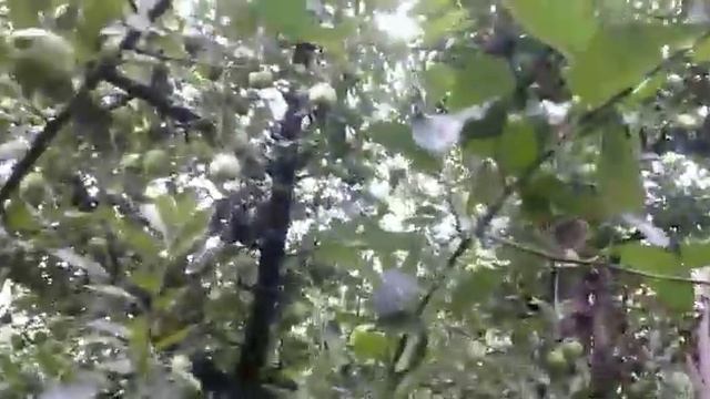 green apple garden in Kashmir 😍 смотреть онлайн