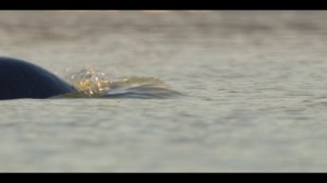 Наши океаны 4 серия «Северный Ледовитый океан» (документальный сериал, 2024)