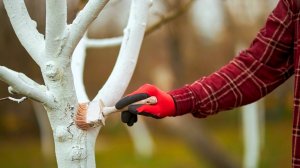 КОГДА И ЗАЧЕМ БЕЛИТЬ ДЕРЕВЬЯ В САДУ