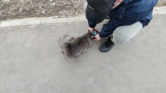 Бедные кошки на улице...