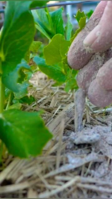 Какие деревья любят золу? #shorts #интересно #огород #дерево #куст смотреть онлайн