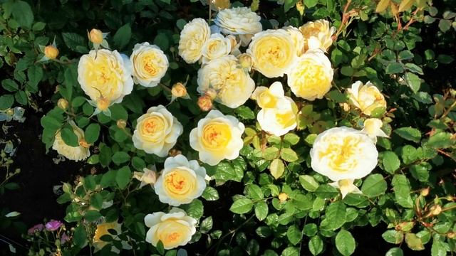 Роза Поэтс Вайф   Poets Wife