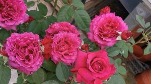 Роза Вагюлет