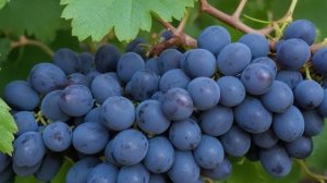 Виноград Забава характеристика и описание, посадка и уход - Ягоды