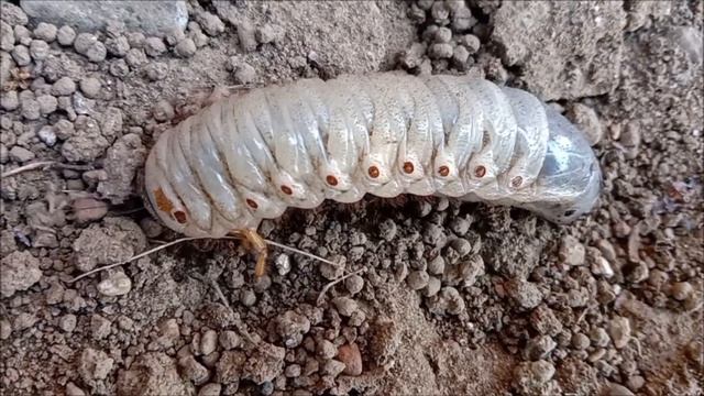 Ciri-ciri dan Cara Mengatasi Hama Uret / Gayas / Embug (Lepidiota stigma) смотреть онлайн