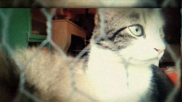 Ceddy Gonod - THROUGH MY KITCHEN WINDOW : I kinda like you смотреть онлайн