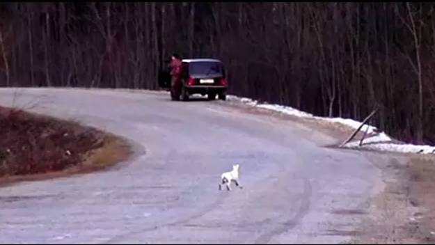 Нагонка РУССКИХ ГОНЧИХ Свирель, Аргон и Майя 10 мес. вл. Шатров В.А.#охотасгончей#собака#hunting смотреть онлайн