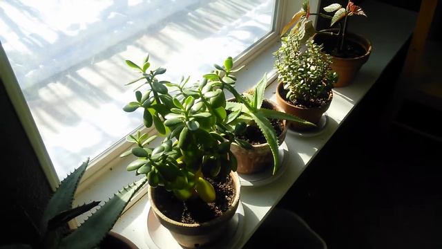 Plants in my south facing window #HousePlants смотреть онлайн