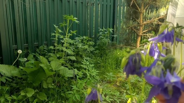 Прогулка по саду 1 июня. Уход за розами и можжевельниками. Сбылась мечта - в саду зацвёл аллиум смотреть онлайн