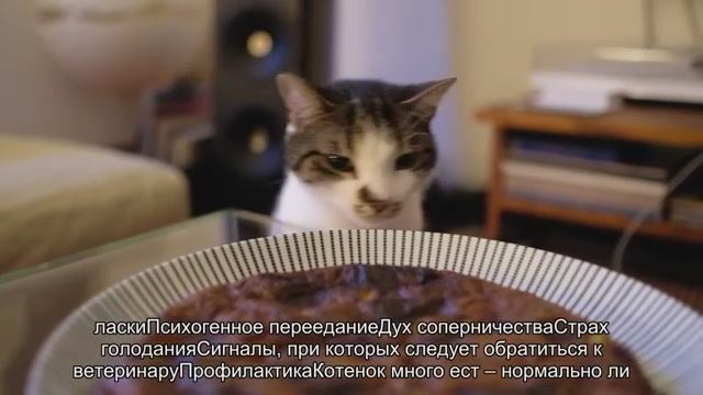 Почему кошка постоянно просит есть смотреть онлайн