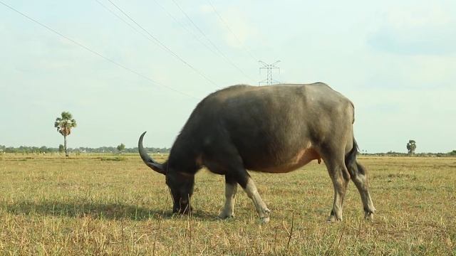 Buffalo Nature || MVI 1120 || lovely flock of buffaloes near a jungle with a sound of bell смотреть онлайн