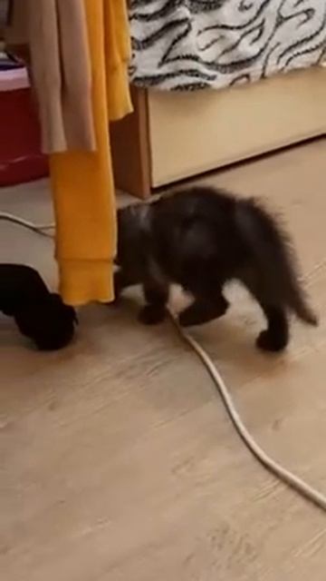 Шотландский вислоухий. Злюка. смотреть онлайн