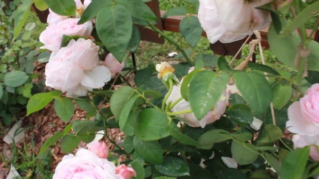 Красивые розы цветут и цветут. Шикарный дельфиниум и котовник из семян зацвели уже в первый год! смотреть онлайн