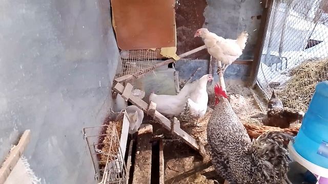 Куры, весна..... С 1 апреля!