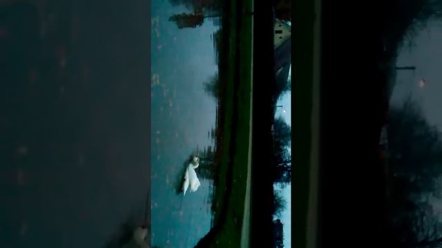 Лебеди у озёра возле замка, Кунштат смотреть онлайн