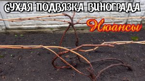 Сухая подвязка винограда. НЮАНСЫ.