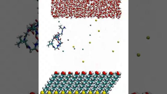 Peptide adsorption on hydroxyl surface (3) смотреть онлайн