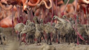 Тайный мир звуков с Дэвидом Аттенборо 3 серия «Обретая голос» (документальный сериал, 2024)