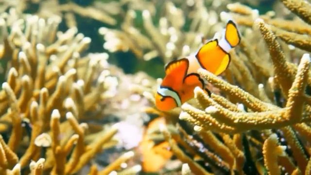 Clown fish swimming coral reef || 3 Minute смотреть онлайн