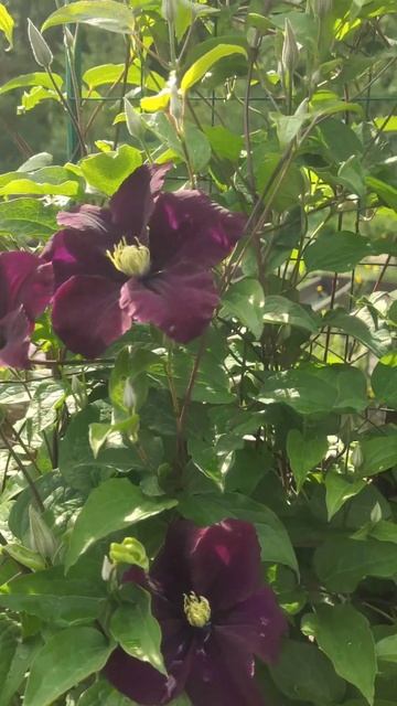 Он зацвёл первым. Клематис Warszawska Nike #flowers #garden #клематисы#сад смотреть онлайн