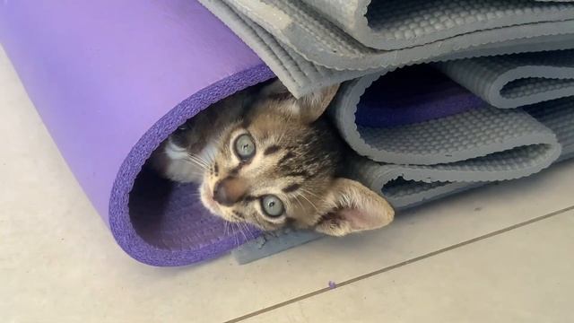 Котик прячется в коврике 😍￼ смотреть онлайн