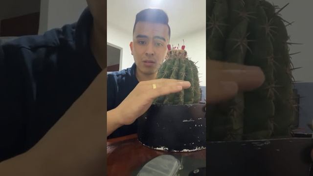 🚨Regresamos a los EN VIVO🚨💚 смотреть онлайн