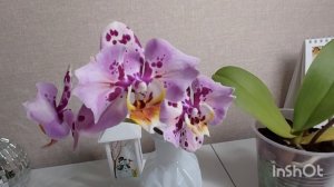 Выживет ли мой любимчик Пиниф азиат _ (1)