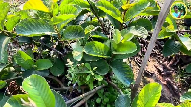 2024 New Variety@Nishat_nursery Red Diamond Goa plant #farming #_8240727580 смотреть онлайн
