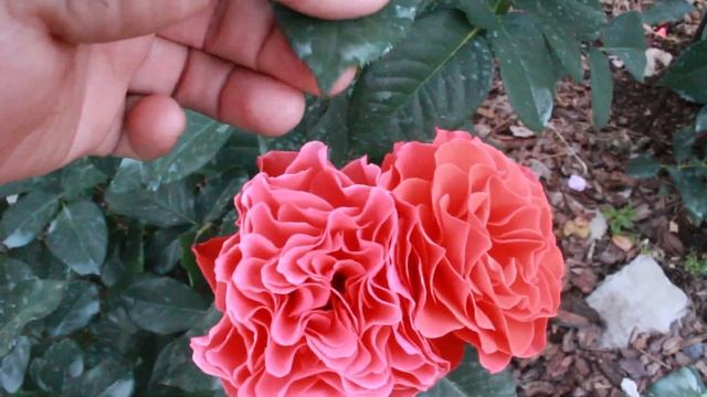 Яркие оранжевые розы смотреть онлайн