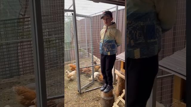 Китайські шовковисті курочки! Цікаві факти!