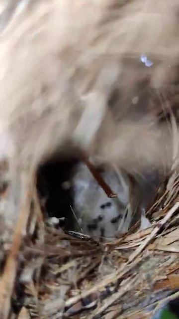 Hummingbird nest #nature смотреть онлайн